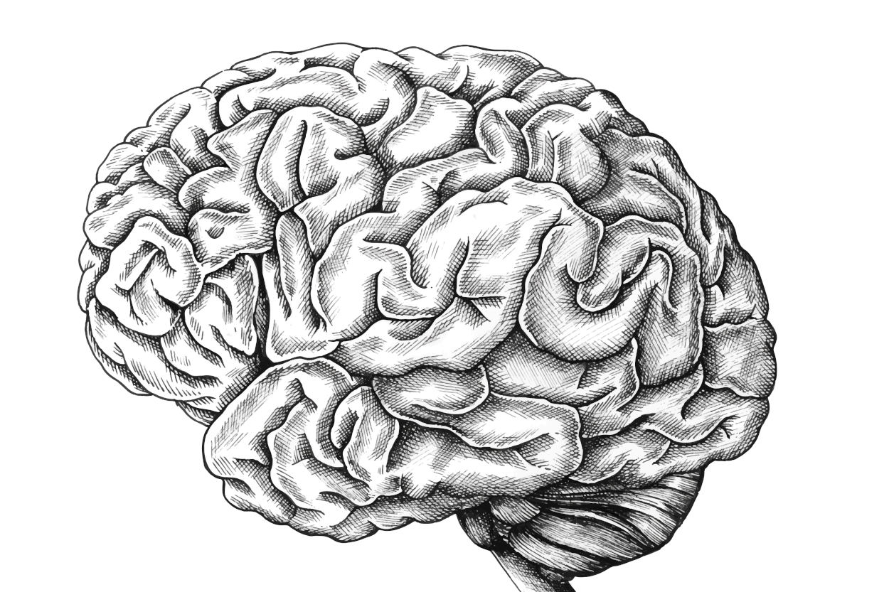 Ilustración que representa el cerebro, la mente